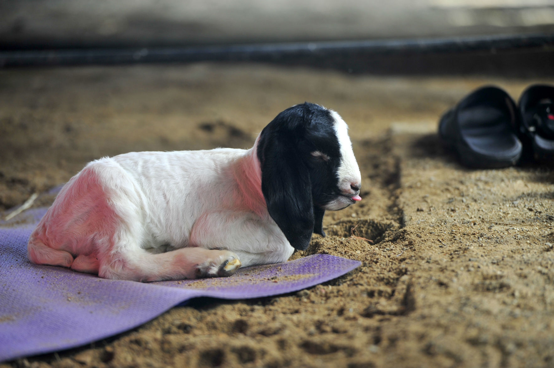 CHARLESTON GOAT YOGA 14 (06/22/19)